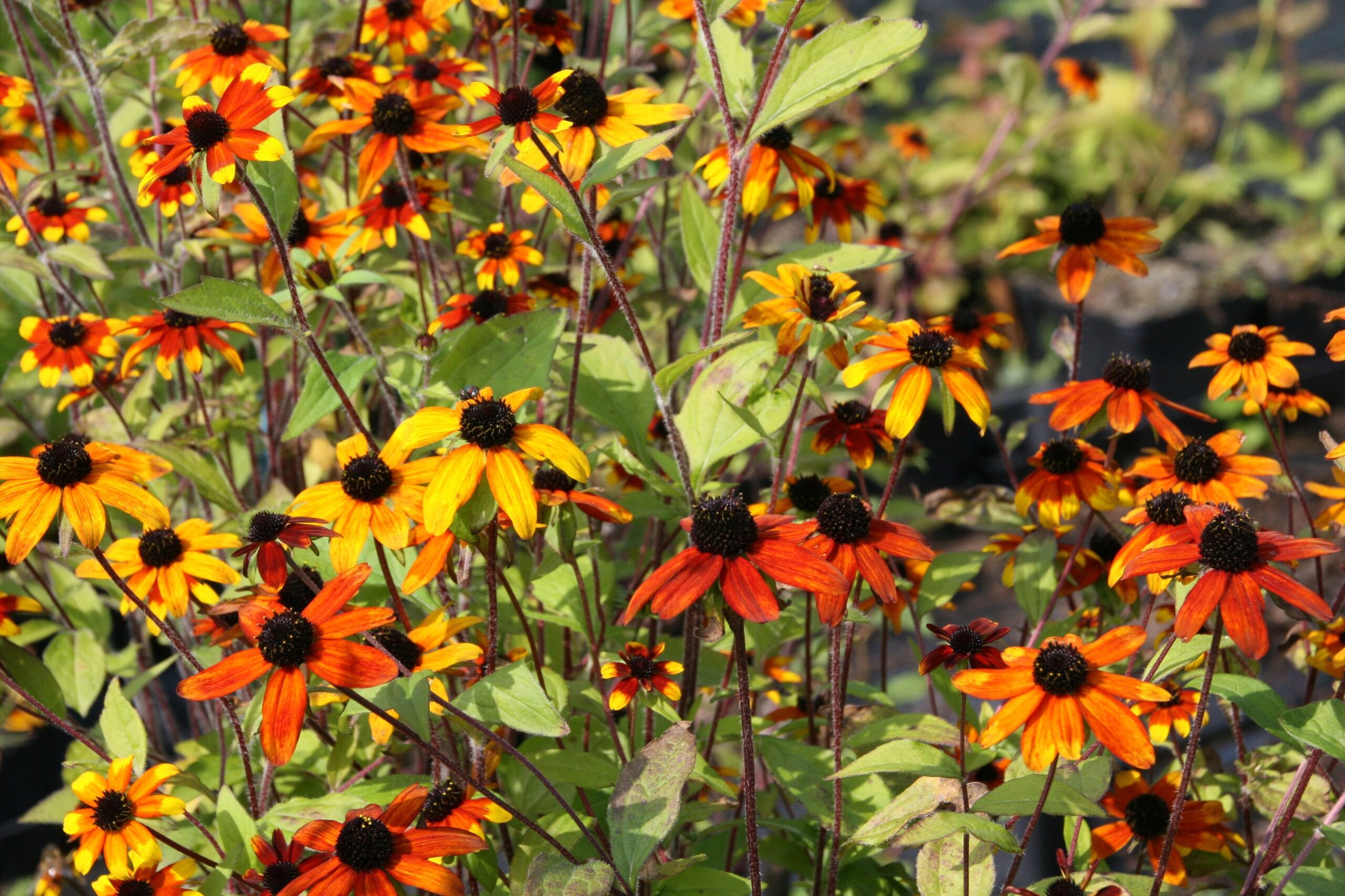 Rudbeckia triloba 'Prairie Glow'