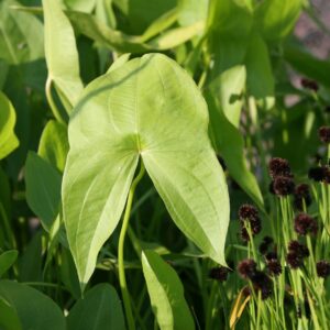 Sagittaria latifolia