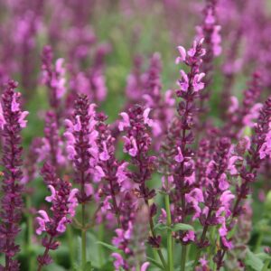 Salvia nemorosa 'Katsjing'