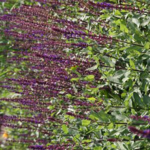 Salvia nemorosa 'Caradonna'