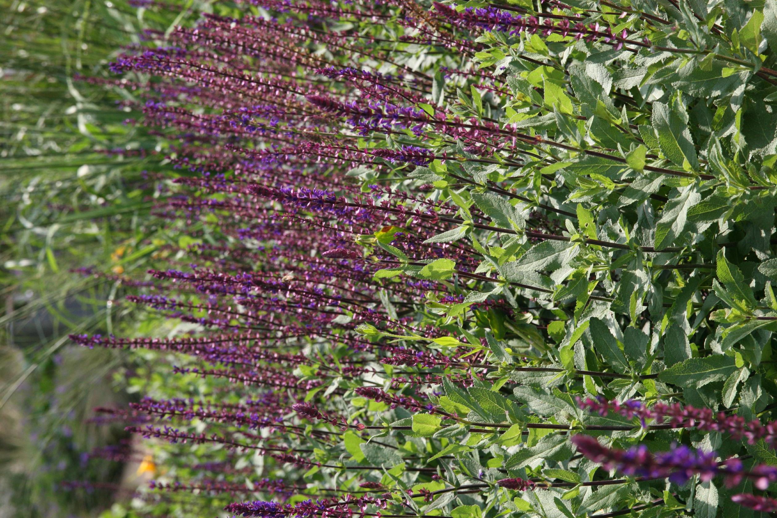 Salvia nemorosa 'Caradonna'