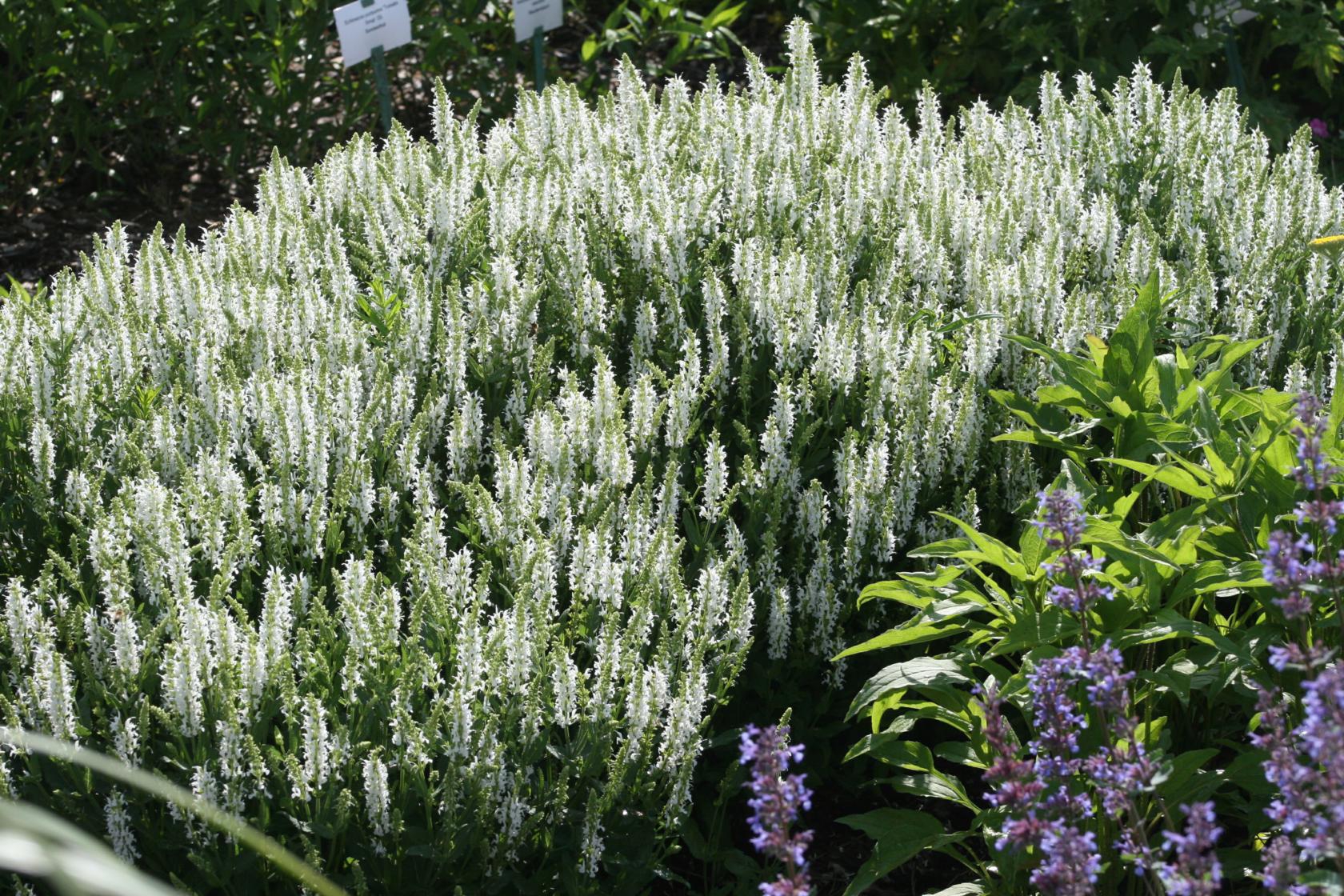 Salvia nemorosa 'Adrian' (--Schneehügel)