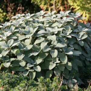 Salvia officinalis 'Berggarten'