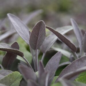 Salvia officinalis 'Purpurascens'
