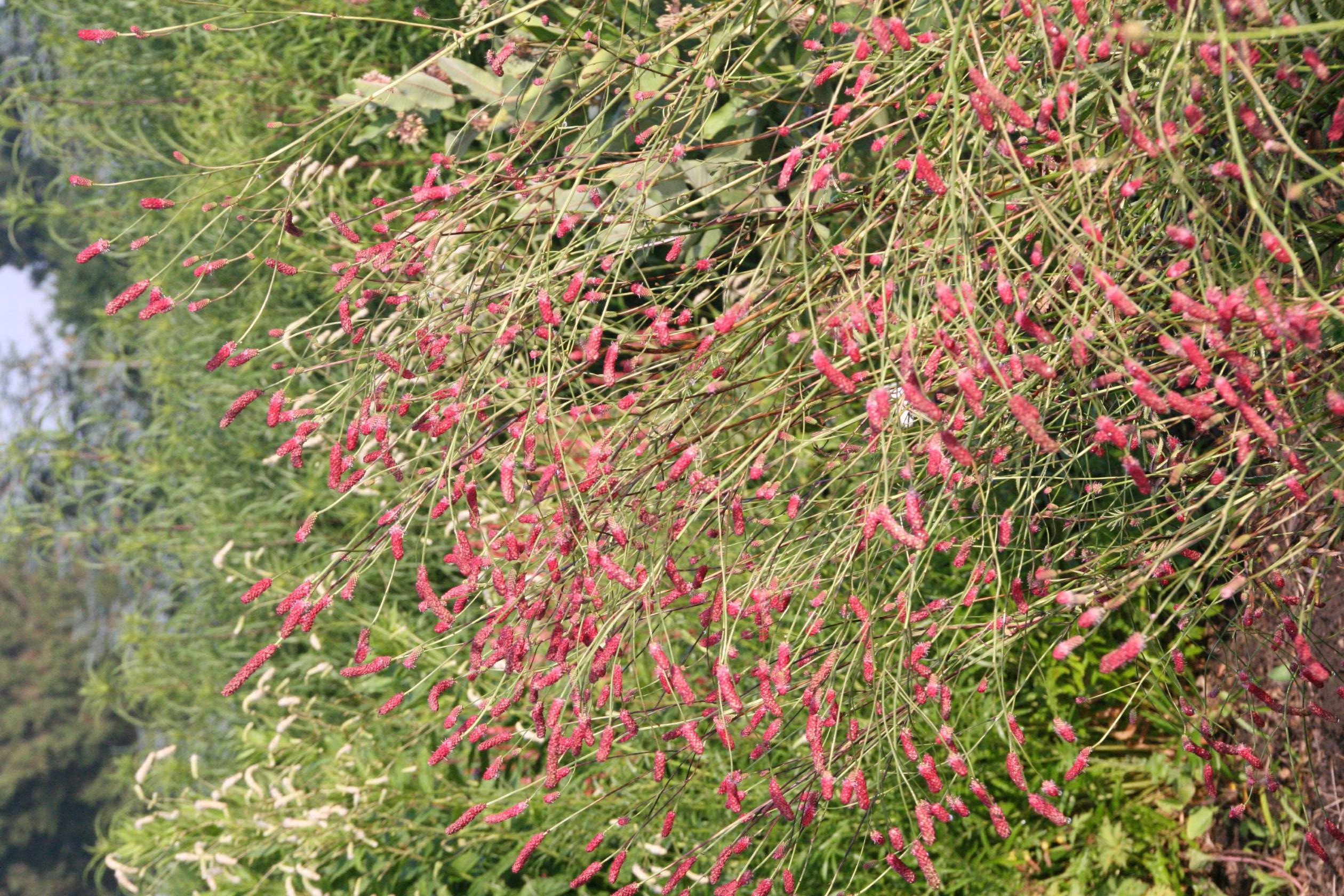 Sanguisorba tenuifolia 'Pink Elephant'