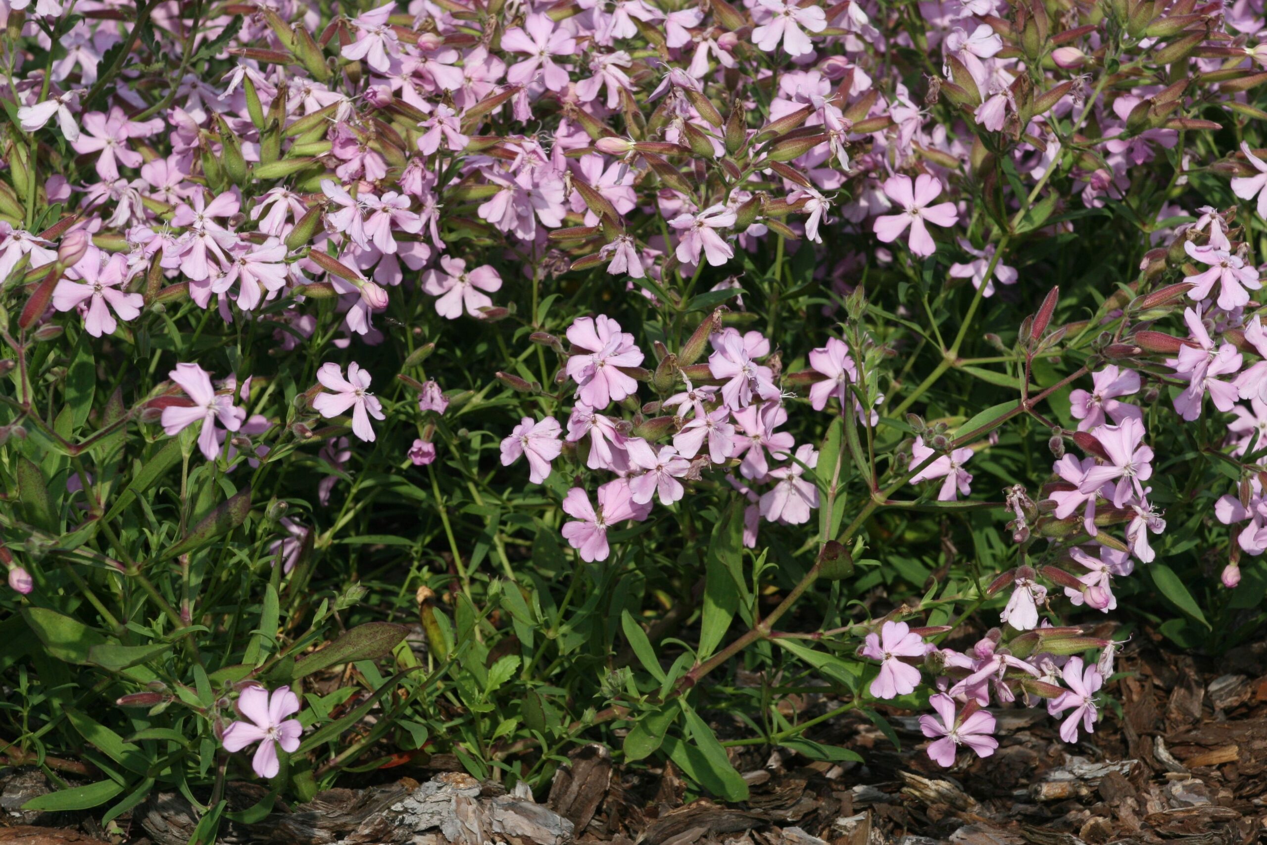 Saponaria x lempergii 'Max Frei'