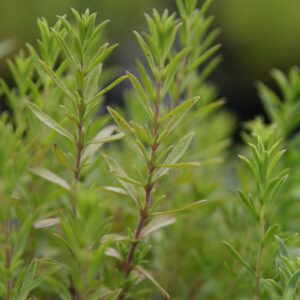 Satureja montana