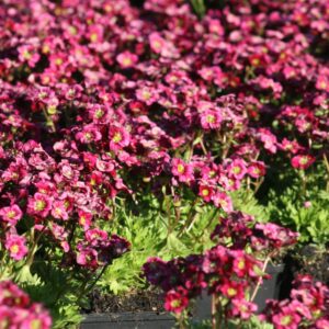 Saxifraga x arendsii 'Harder Zwerg'