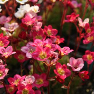 Saxifraga x arendsii 'Ingeborg'
