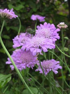 Scabiosa columbaria 'Pink Mist'
