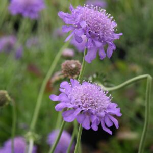 Scabiosa columbaria 'Butterfly Blue'