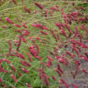 Sanguisorba tenuifolia 'Scapino'