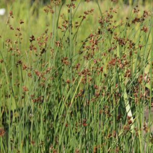Schoenoplectus lacustris