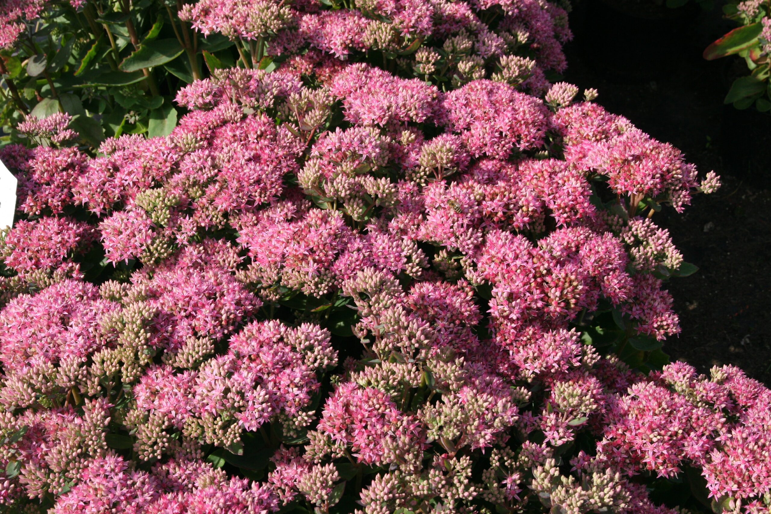 Sedum spectabile 'Carl'