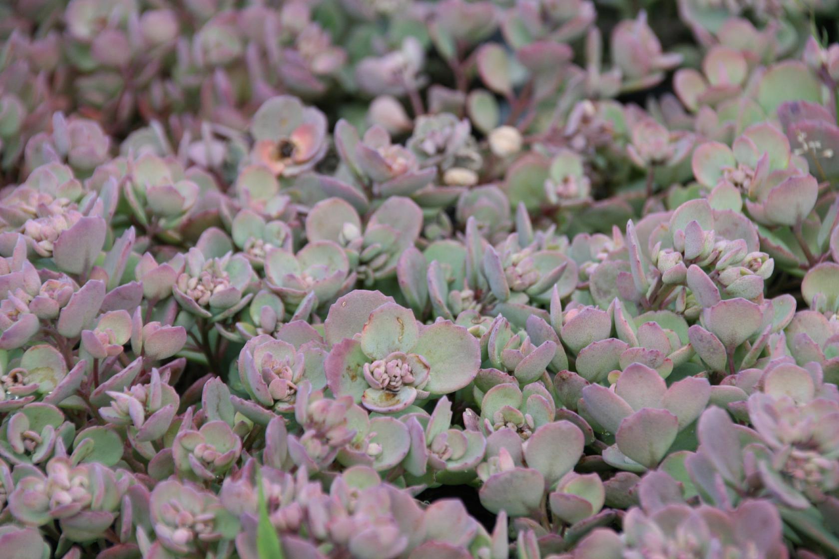 Sedum cauticola 'Lidakense'