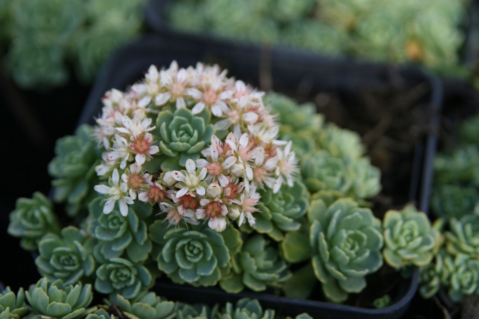 Sedum pachyclados