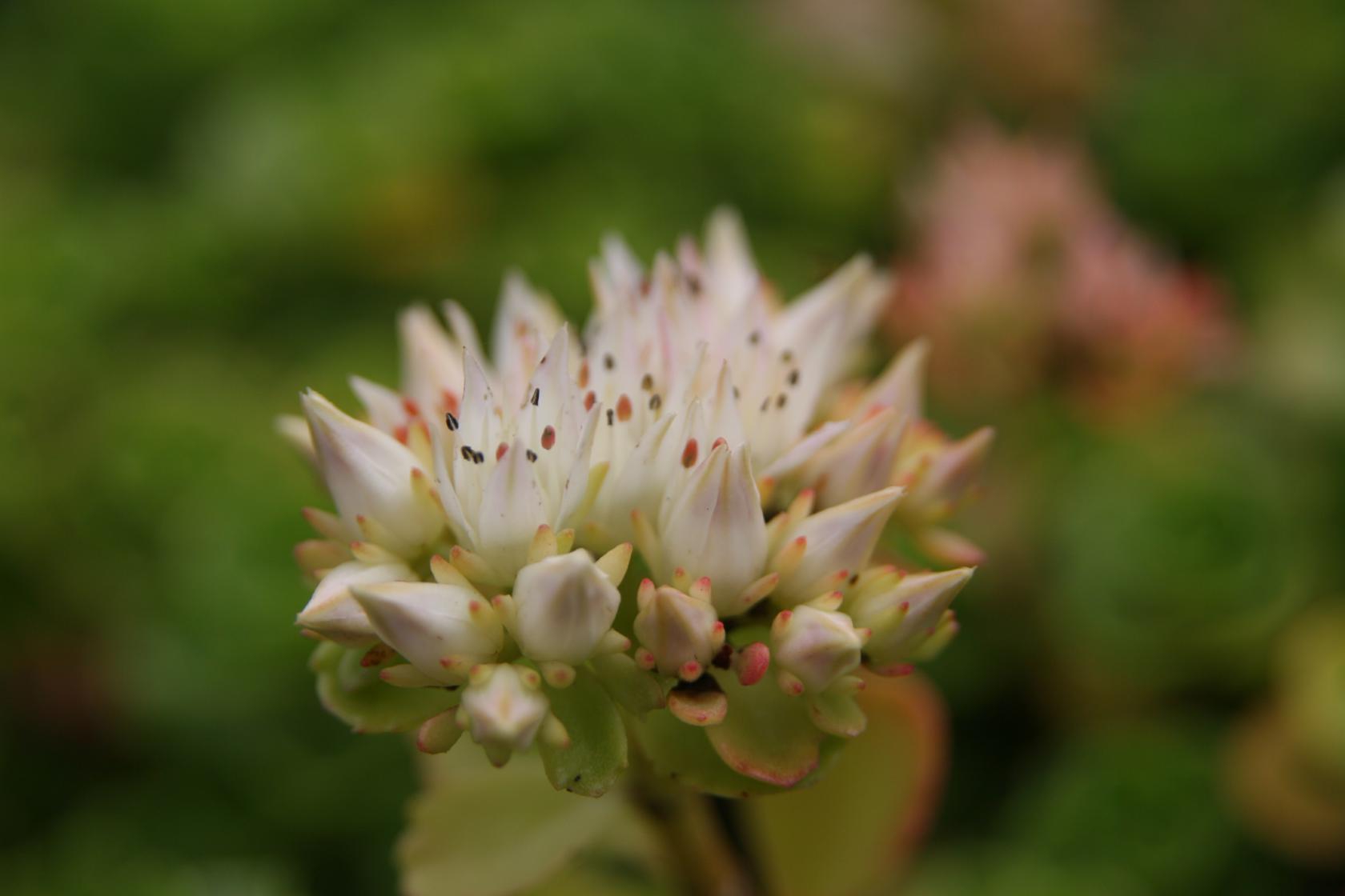 Sedum spurium 'Album Superbum'
