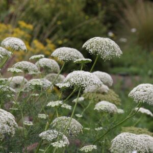 Selinum wallichianum