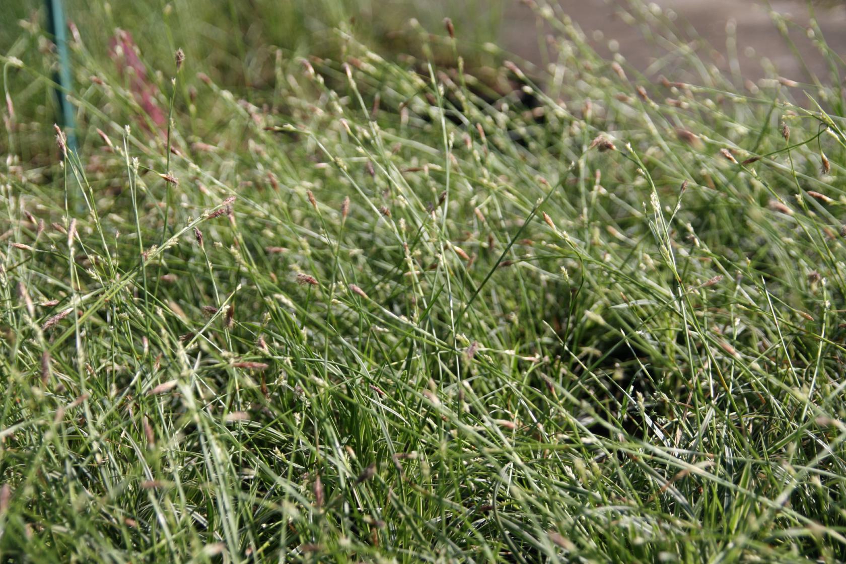 Sesleria caerulea