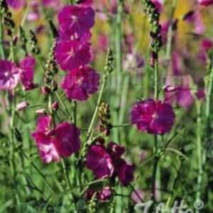 Sidalcea malviflora 'Partygirl'