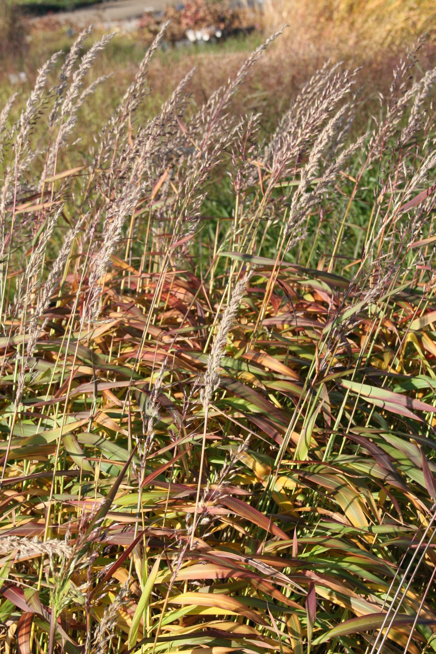 Spodiopogon sibiricus 'West Lake'