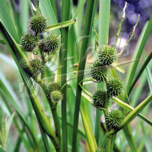 Sparganium erectum
