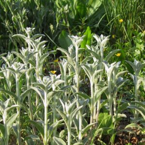 Stachys byzantina