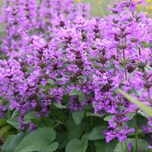 Betonica macrantha 'Superba' (Stachys grandiflora)