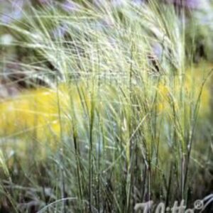 Stipa capillata
