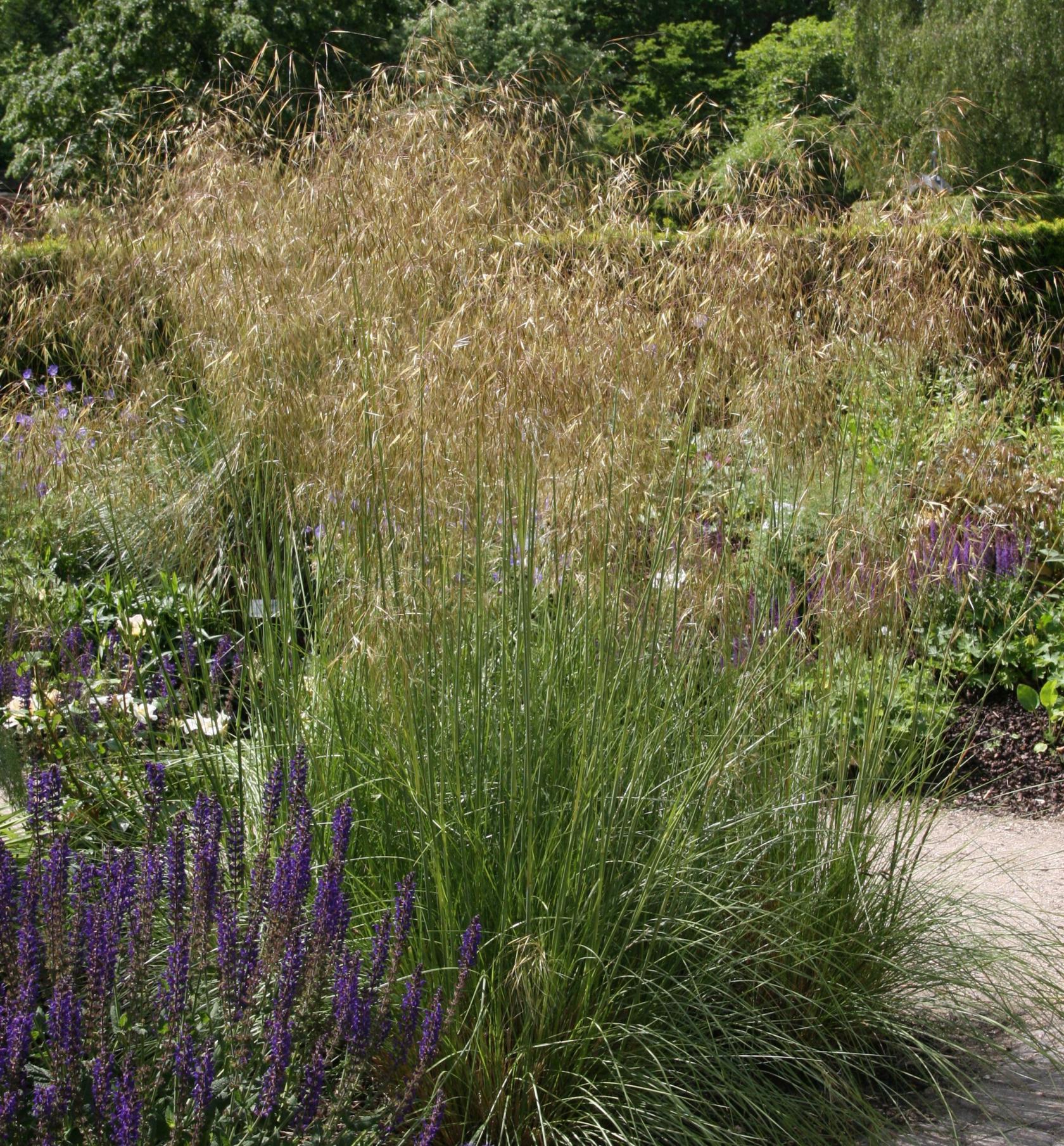Stipa gigantea