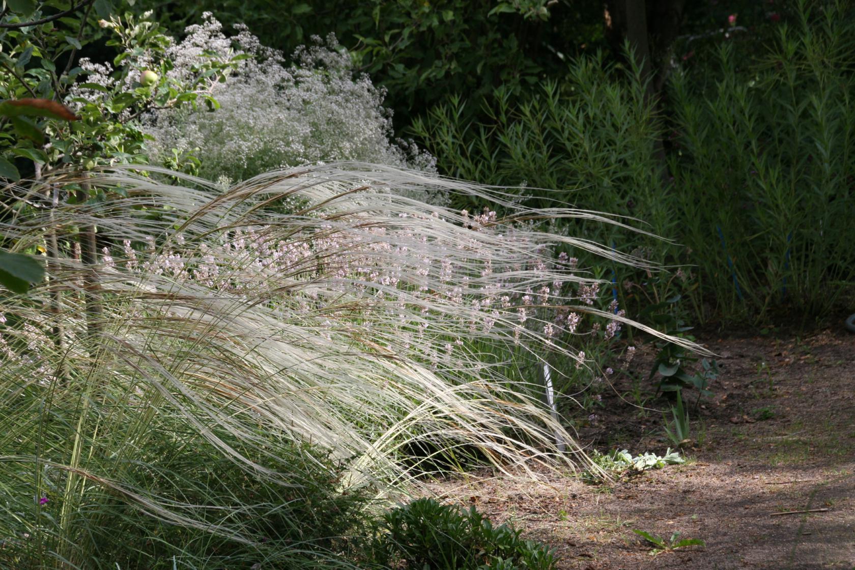 Stipa pulcherrima