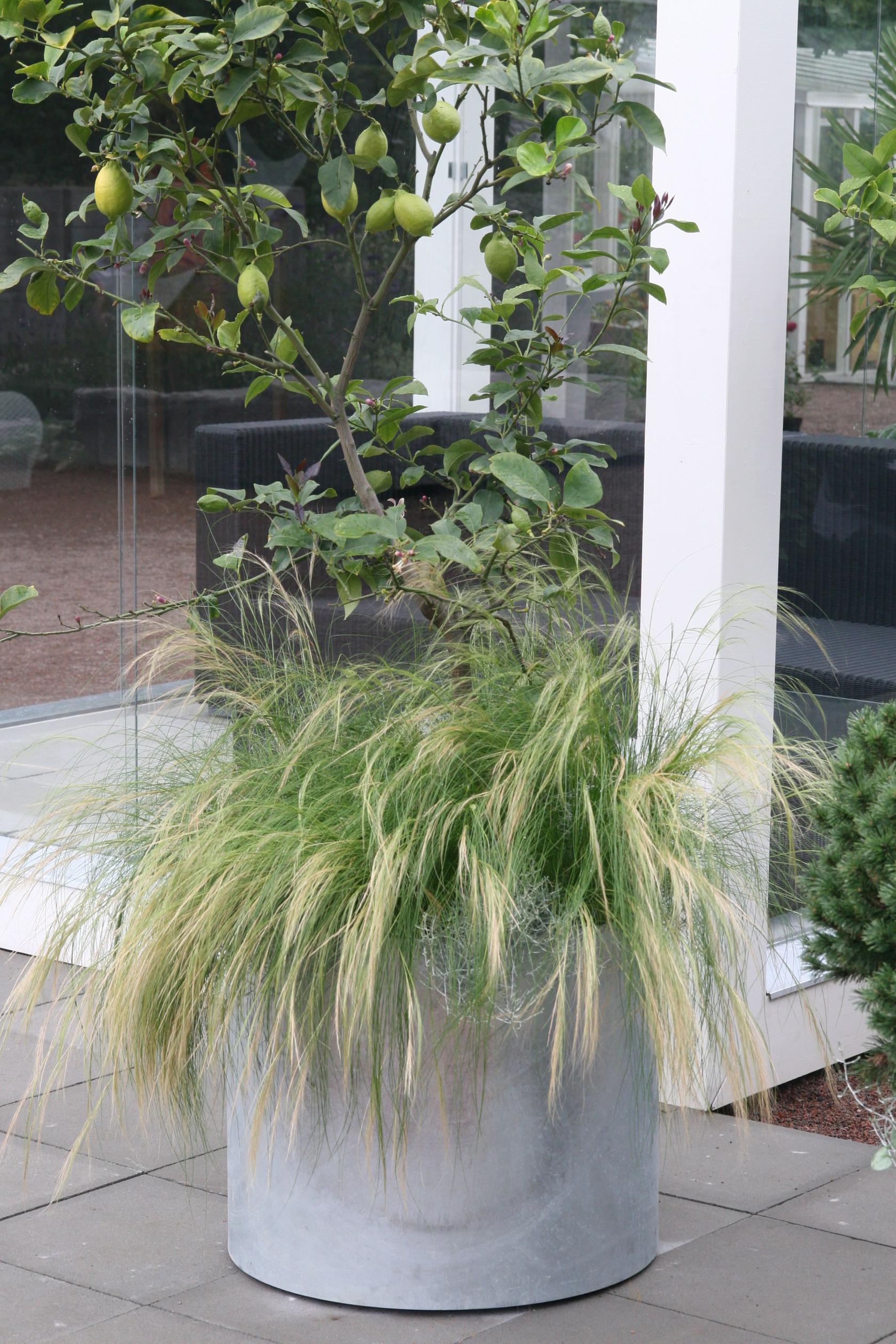Stipa tenuissima ('Ponytails') (Nassella)