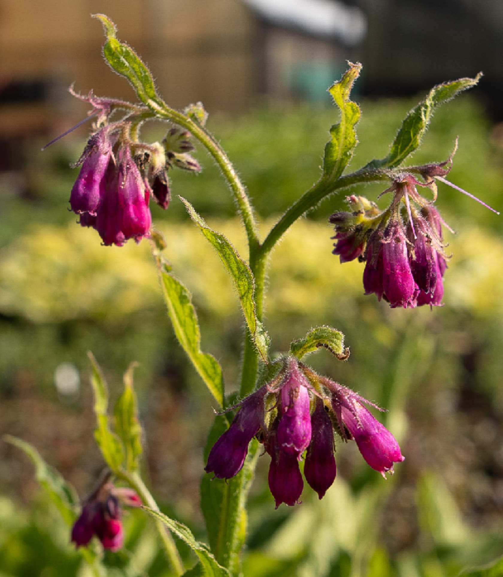 Symphytum officinale 'Moulin Rouge'