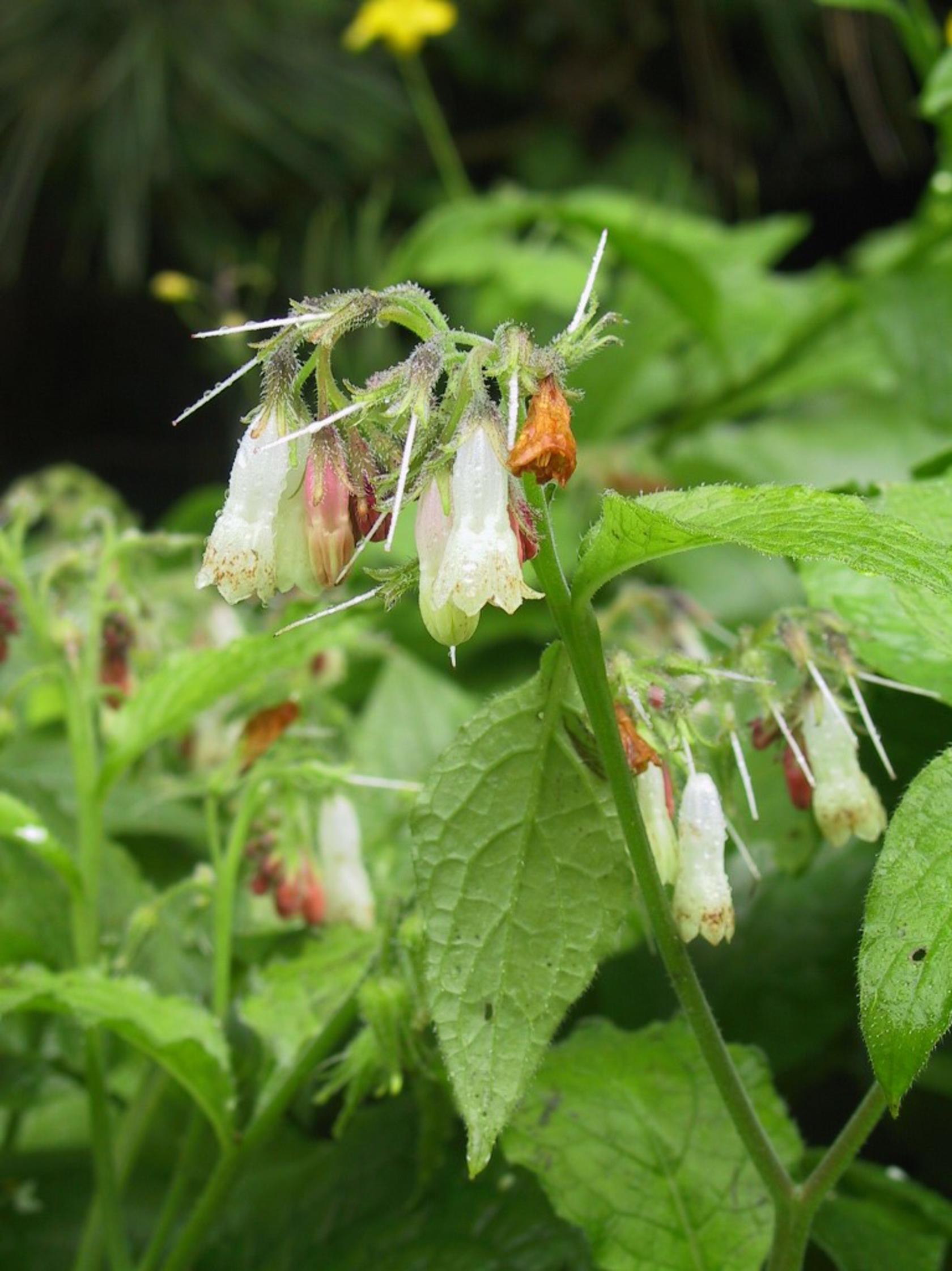 Symphytum grandiflorum