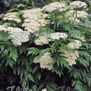Tanacetum macrophyllum