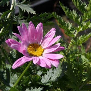 Tanacetum cocc.'Robinsons Rosa'