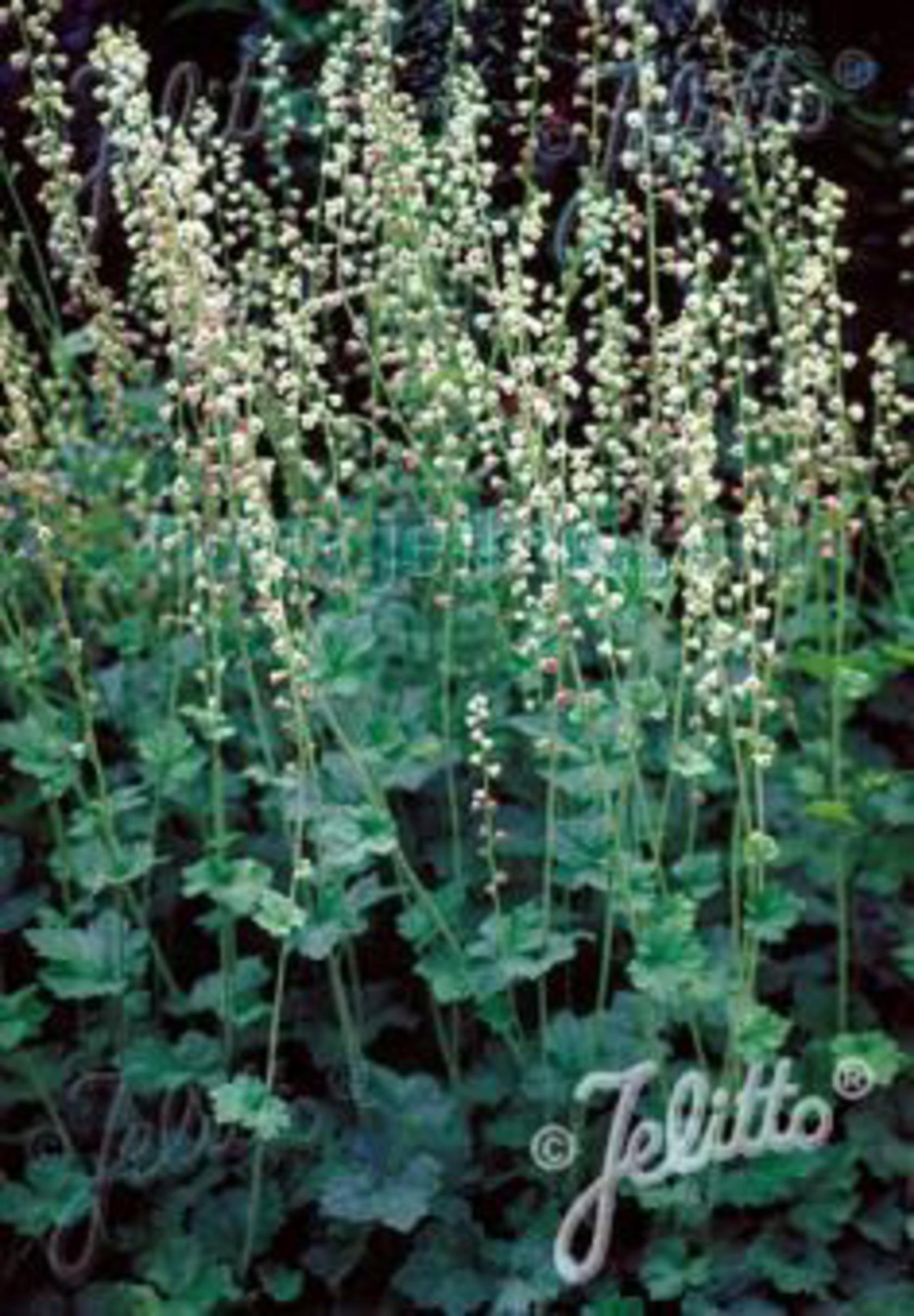 Tellima grandiflora
