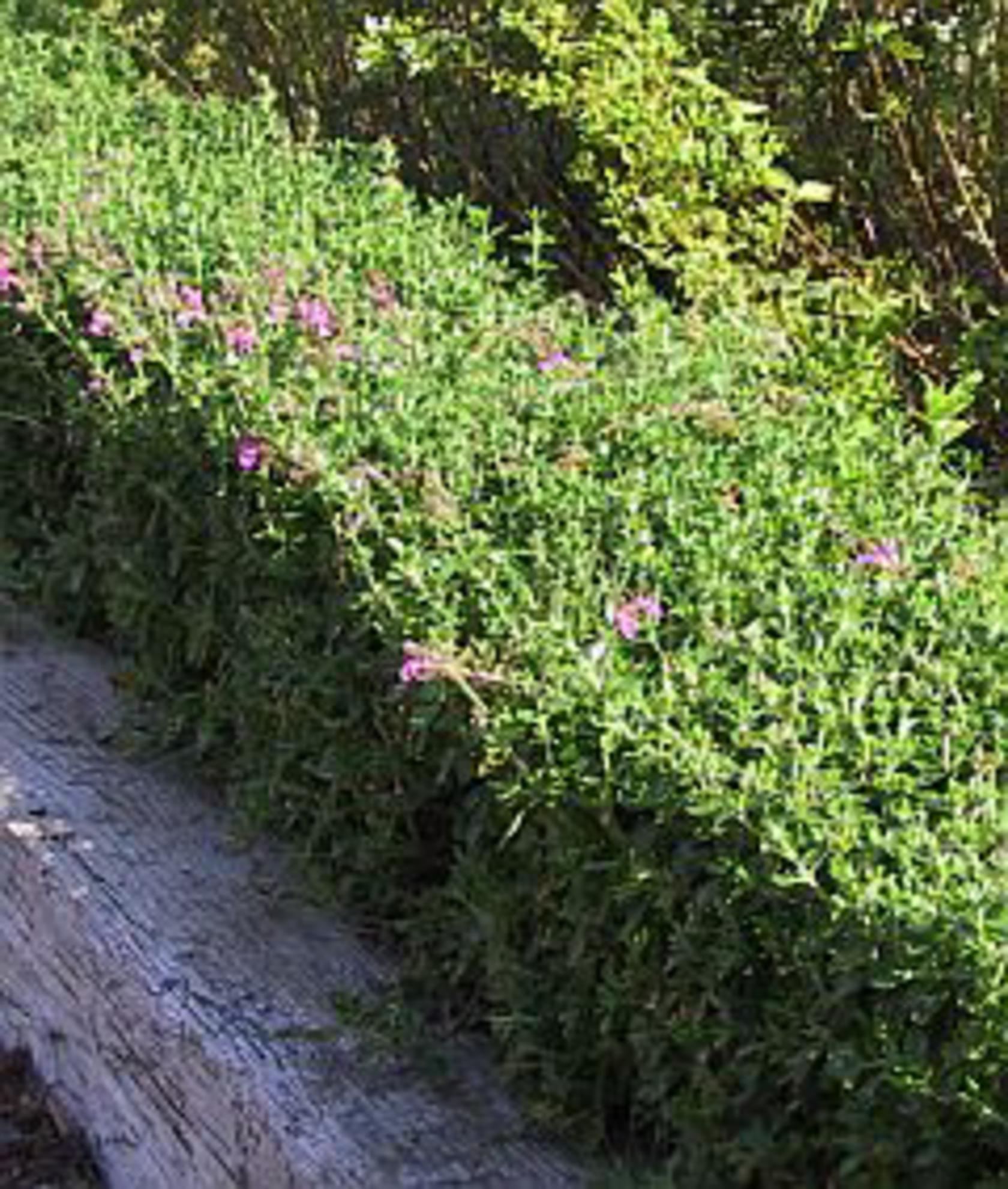 Teucrium x lucidrys