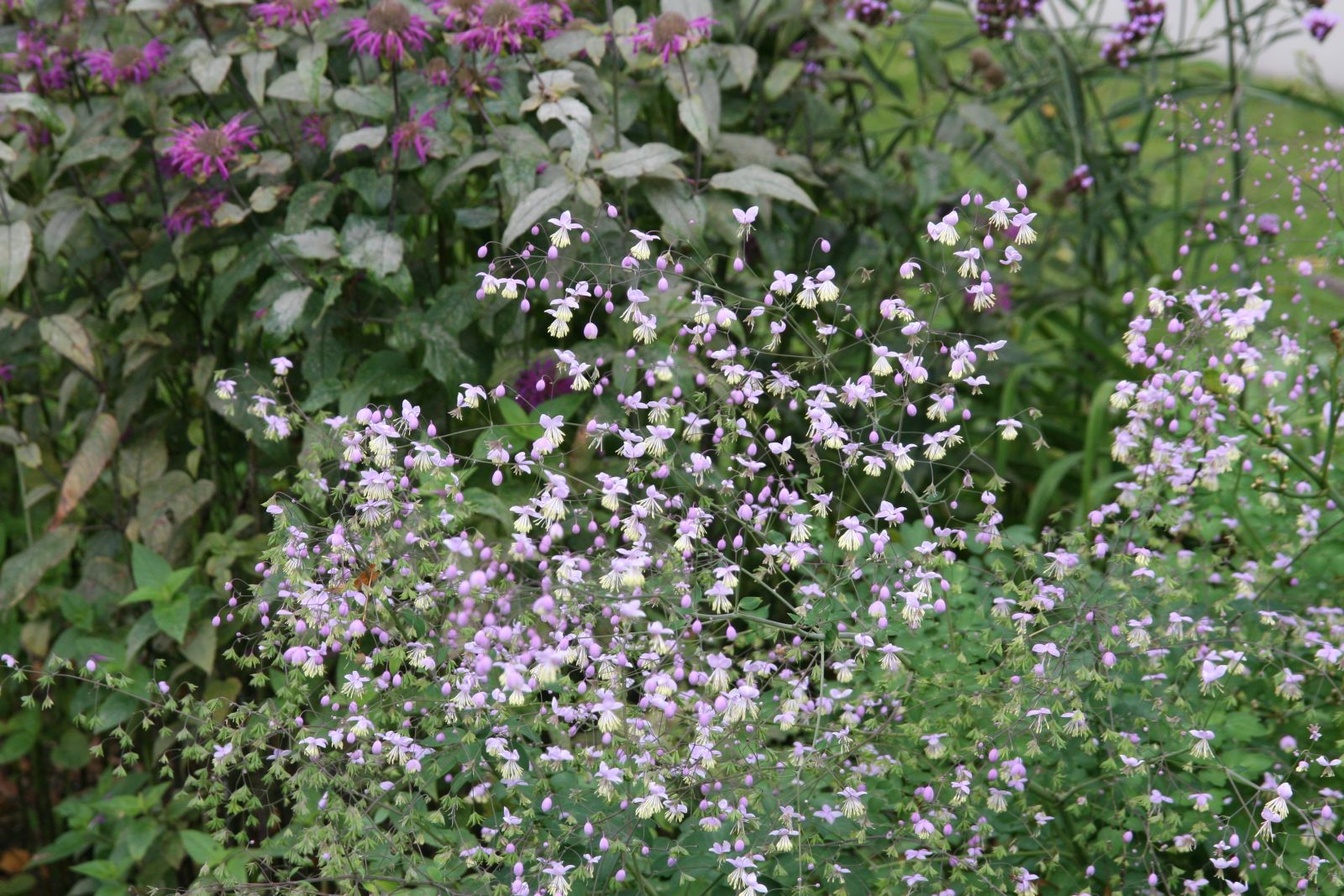 Thalictrum delavayi