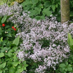 Thalictrum kiusianum
