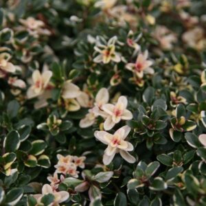 Thymus pulegioides 'Foxley'