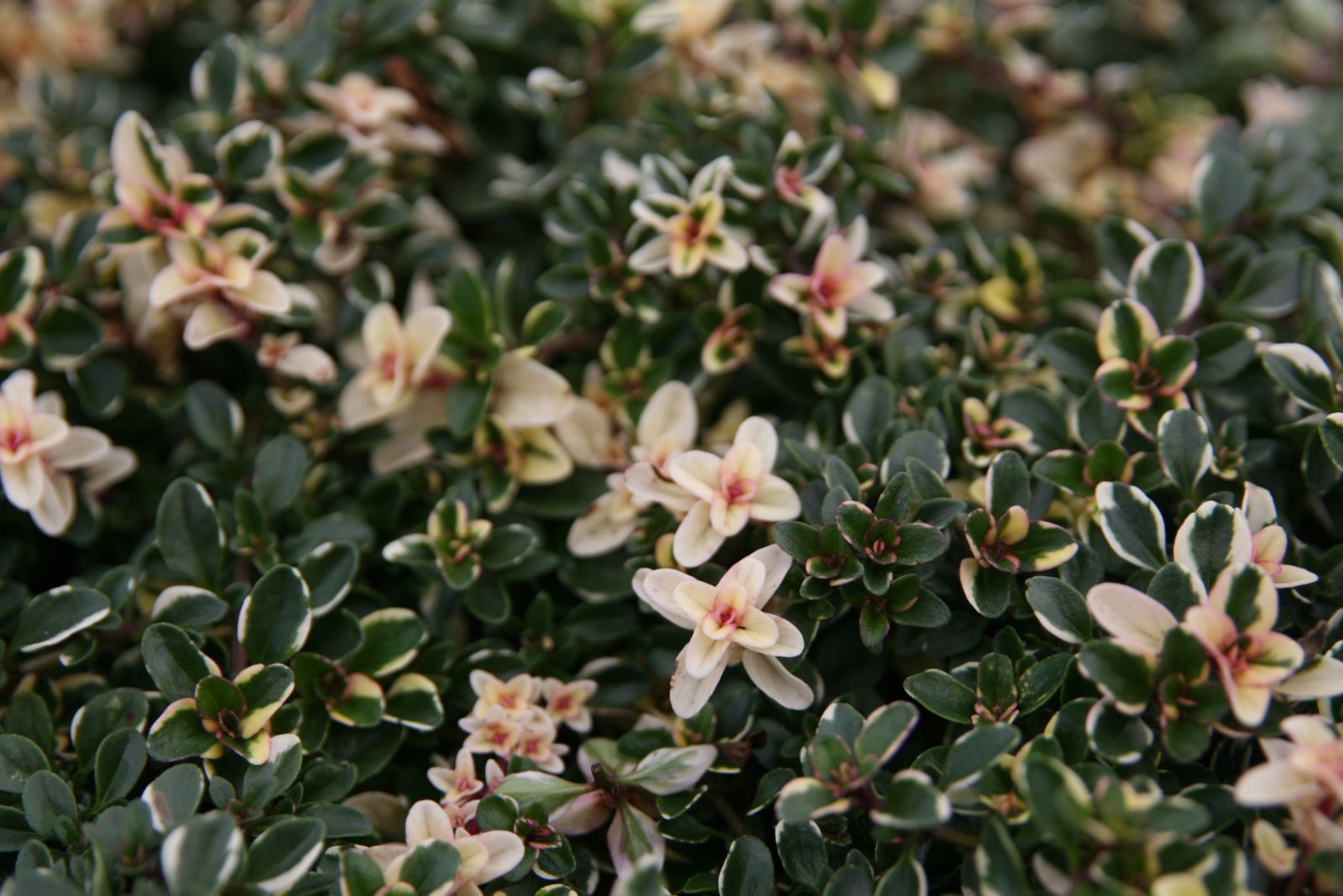 Thymus pulegioides 'Foxley'