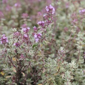 Thymus x citriodorus 'Silver Queen'