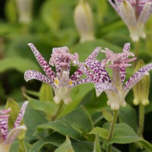 Tricyrtis hirta