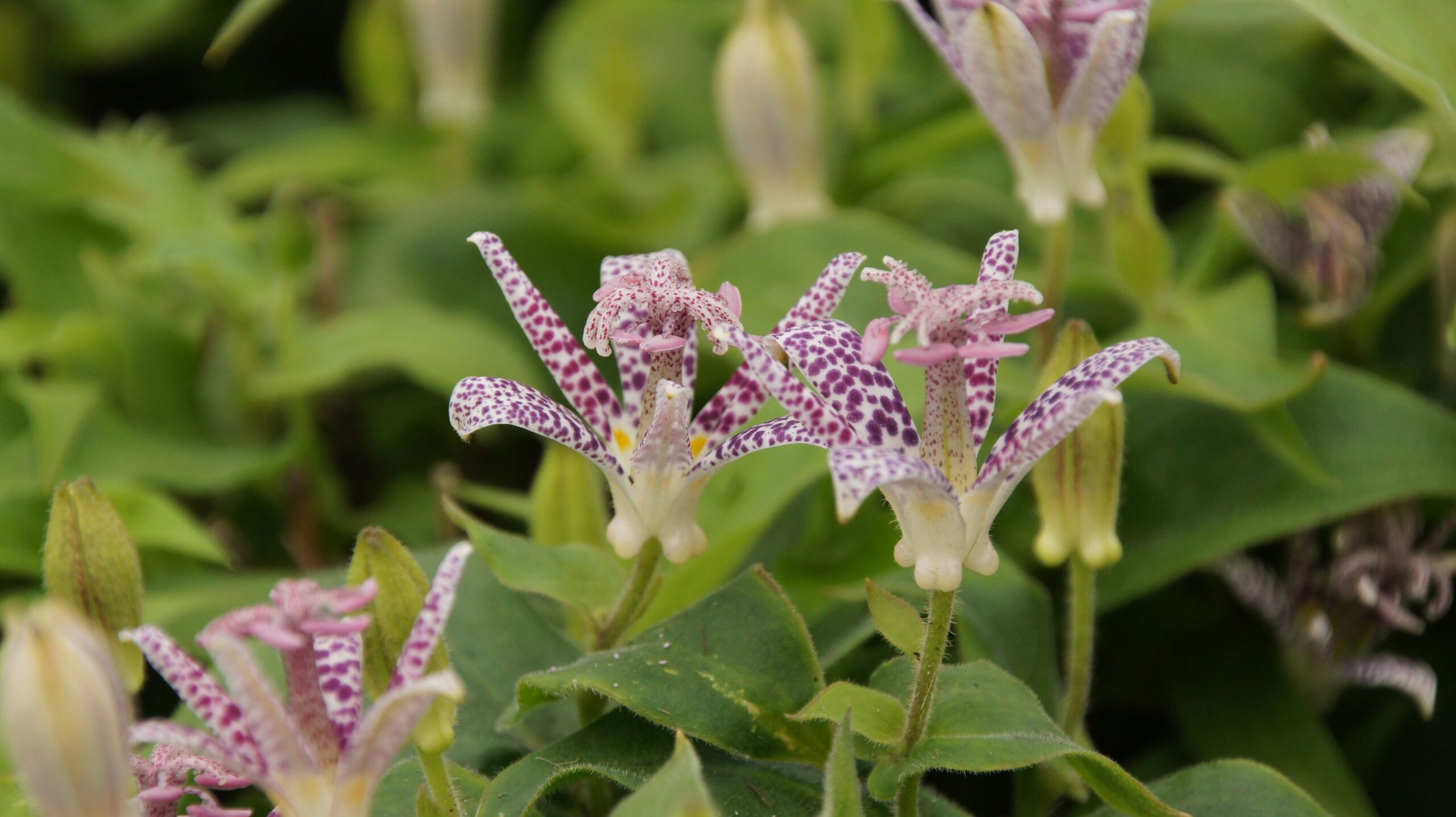 Tricyrtis hirta