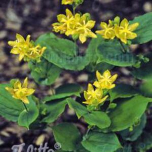 Tricyrtis latifolia