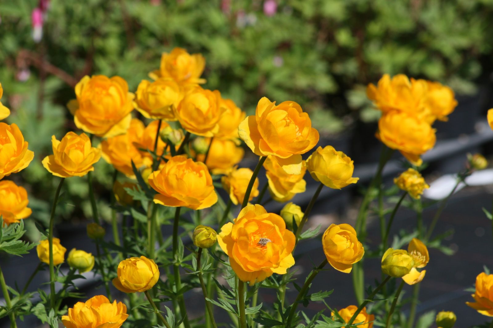 Trollius chinensis 'Golden Queen'