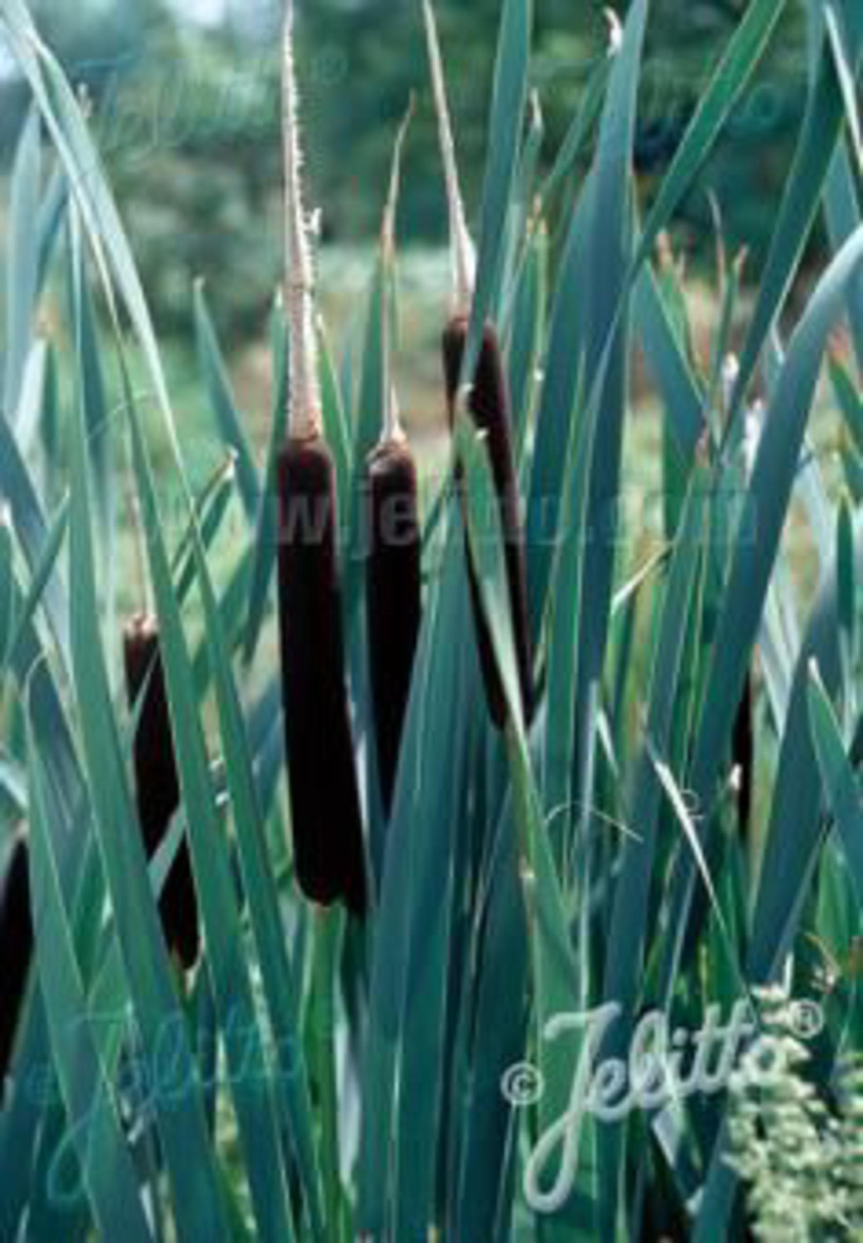 Typha latifolia
