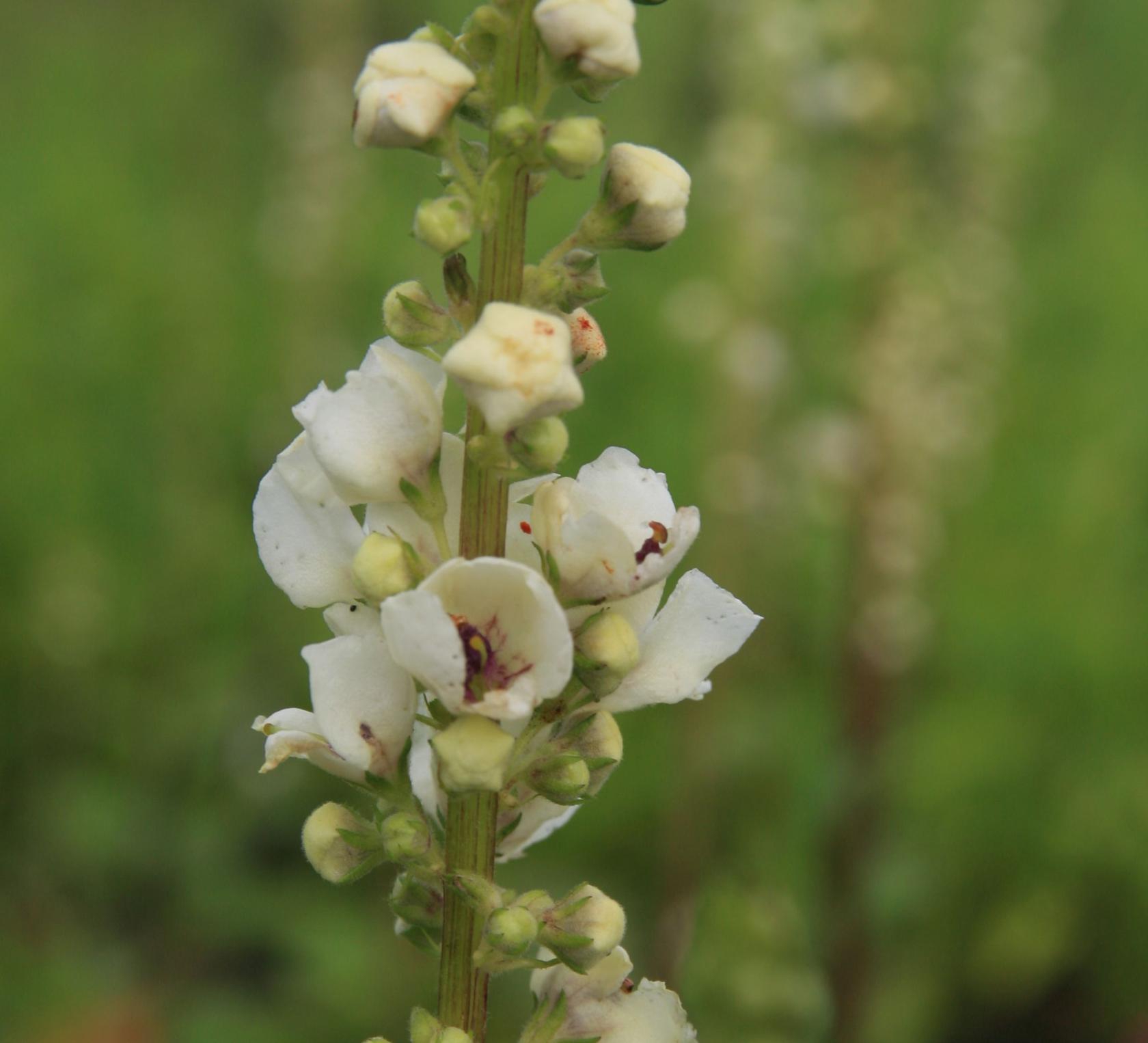Verbascum phoeniceum 'Flush of White'