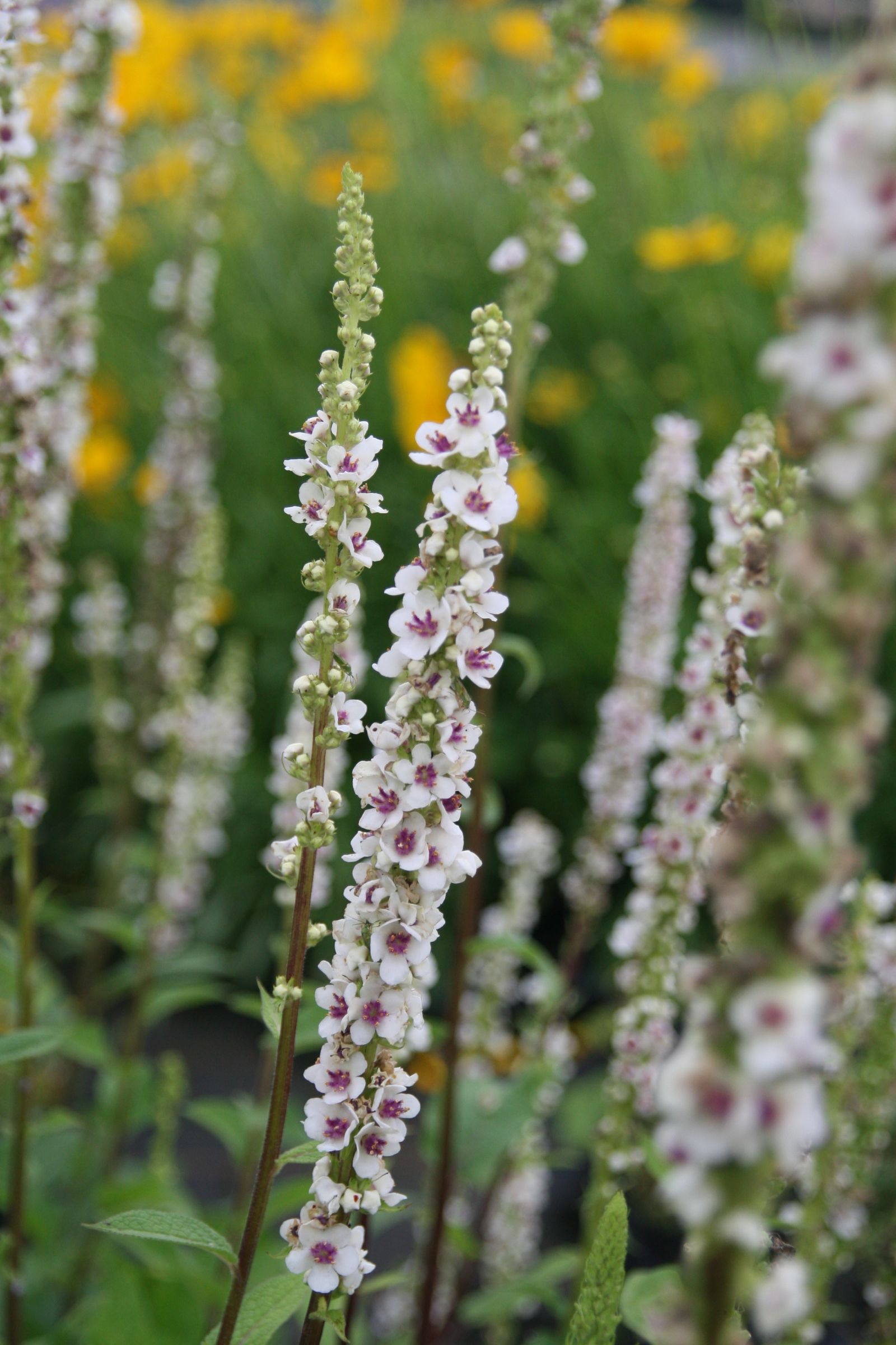 Verbascum nigrum 'Album'